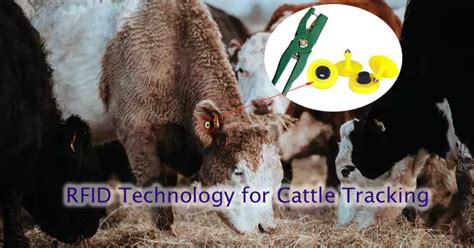 cow tracking rfid|rfid for animal tracking.